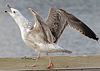 7095jp36.jpg (66909 bytes)