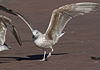 8471j52c.jpg (85052 bytes)