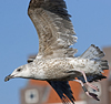 8471j52c.jpg (85052 bytes)