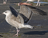 8471j52c.jpg (85052 bytes)