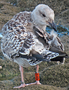 8210.jpg (74296 bytes)