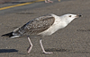 jz8mjan.jpg (127846 bytes)