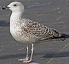 8471j52c.jpg (85052 bytes)