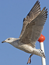 8471j52c.jpg (85052 bytes)