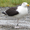 gbbg09704.jpg (81034 bytes)
