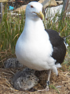 gbbg09704.jpg (81034 bytes)