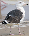 7662.jpg (51643 bytes)