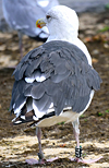 7662.jpg (51643 bytes)