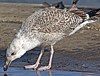 9149.jpg (76564 bytes)