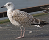 9149.jpg (76564 bytes)