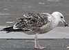 9149.jpg (76564 bytes)