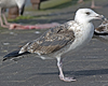 9030gbbg4cy.jpg (62908 bytes)