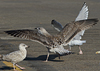 7095jp36.jpg (66909 bytes)