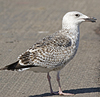 8471j52c.jpg (85052 bytes)