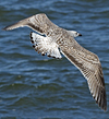 8471j52c.jpg (85052 bytes)