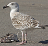 8471j52c.jpg (85052 bytes)