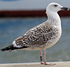 1598.jpg (74227 bytes)