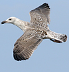 1598.jpg (74227 bytes)