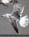 7095jp36.jpg (66909 bytes)