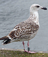 8471j52c.jpg (85052 bytes)
