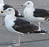8471j52c.jpg (85052 bytes)