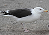 5825stavangergbbg.jpg (55334 bytes)