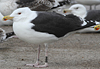 5825stavangergbbg.jpg (55334 bytes)