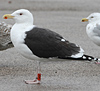 5825stavangergbbg.jpg (55334 bytes)
