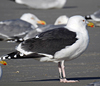 5825stavangergbbg.jpg (55334 bytes)