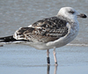 5825stavangergbbg.jpg (55334 bytes)