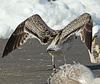 8471j52c.jpg (85052 bytes)