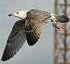 8471j52c.jpg (85052 bytes)