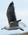 jz8mjan.jpg (127846 bytes)