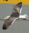 jz8mjan.jpg (127846 bytes)
