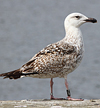 8471j52c.jpg (85052 bytes)