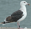 9101.jpg (76303 bytes)