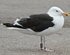8471j52c.jpg (85052 bytes)