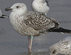 8471j52c.jpg (85052 bytes)