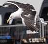 7647.jpg (66420 bytes)