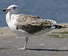 7977gbbge703.jpg (97309 bytes)