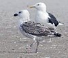 8471j52c.jpg (85052 bytes)