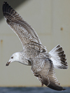 8471j52c.jpg (85052 bytes)