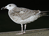 8471j52c.jpg (85052 bytes)