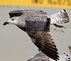8471j52c.jpg (85052 bytes)