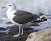 5825stavangergbbg.jpg (55334 bytes)