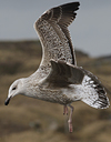 9149.jpg (76564 bytes)
