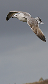 9149.jpg (76564 bytes)