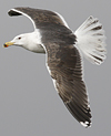9149.jpg (76564 bytes)