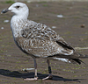 5825stavangergbbg.jpg (55334 bytes)