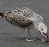 1598.jpg (74227 bytes)